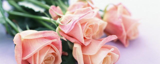 玫瑰花瓣怎么保鲜 如何保鲜玫瑰花瓣
