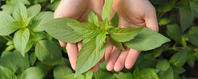荆芥菜有很多功效 荆芥菜有什么功效