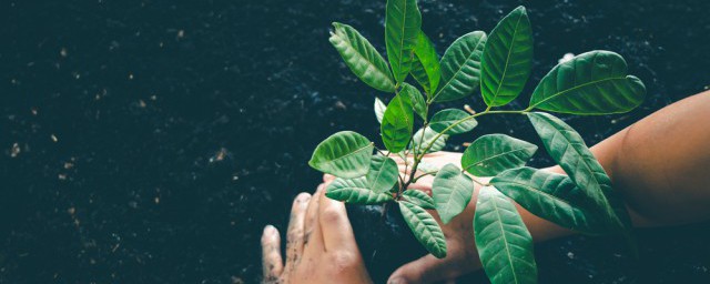 有哪些植物播种要领 植物播种方法有什么