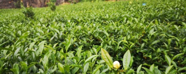 甘道芯茶的功效 甘道芯茶的功效简介