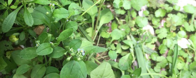 花叶滇苦菜的作用与功效 花叶滇苦菜的作用介绍