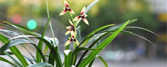 兰花施肥方式 如何给兰花施肥