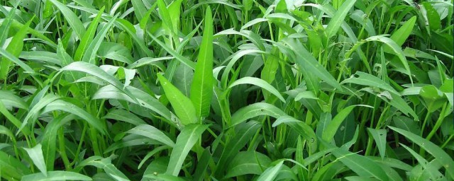 竹叶菜的种植技巧技巧 竹叶菜的种植技巧技巧简介