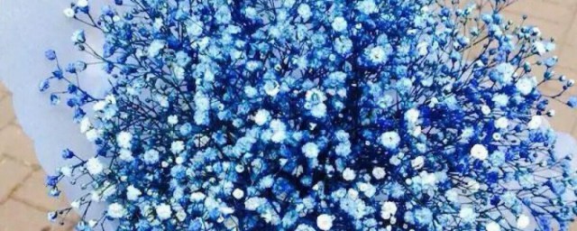 满天星寓意 满天星寓意简介