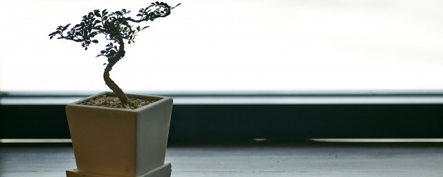 盆景养护十大技巧 养护盆栽植物的10大技巧
