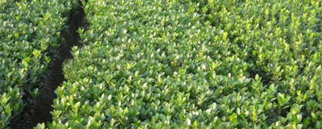大冬青的种植技巧 种植冬青的教程