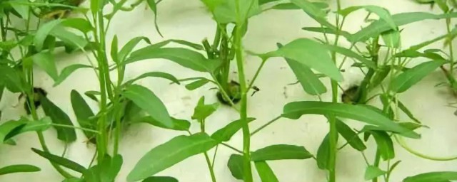 空心菜水培种植技巧 空心菜水培种植有什么技巧