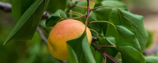 杏梅树的种植技巧 怎样种植杏梅树