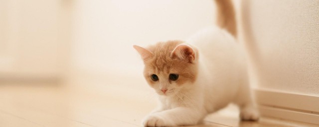 猫耳朵里面的脏东西怎样清理 猫耳朵里面破了流血怎样办