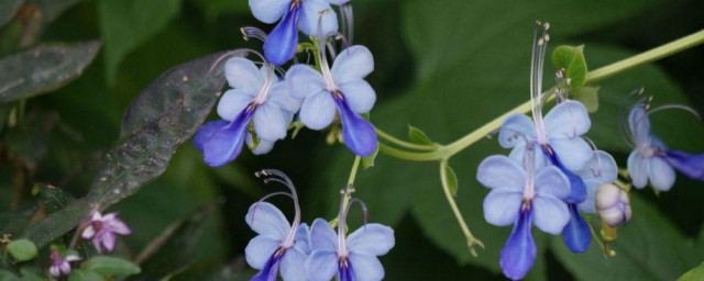 蓝蝴蝶花泡水喝一次几朵好 蓝蝴蝶花泡水喝的功效介绍