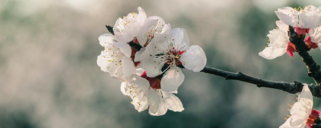 杏花怎样做才好吃 杏花的烹饪技巧