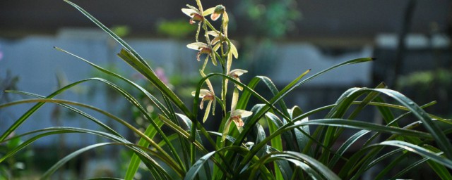 种植兰花的土是什么土 种植兰花用什么土好呢