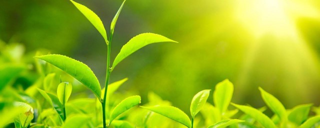 采的新茶叶怎样保鲜 怎样保存采的新茶叶