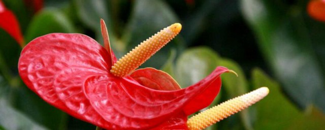 废弃的植物属于什么垃圾分类 关于垃圾分类的简介
