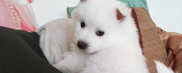 训练银狐犬的技巧技巧 训练银狐犬的技巧分享