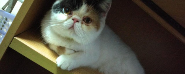 猫大人召唤币如何使用 猫大人召唤币使用要领介绍