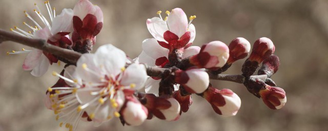 杏花怎么做好吃 杏花好吃做法