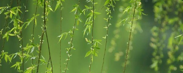 春天的雨是什么声音比喻句 春天的雨是什么声音句子