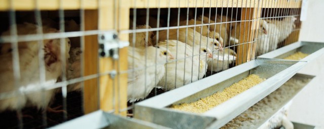 怎样做小鹌鹑饲料 产蛋鹑应该怎样喂