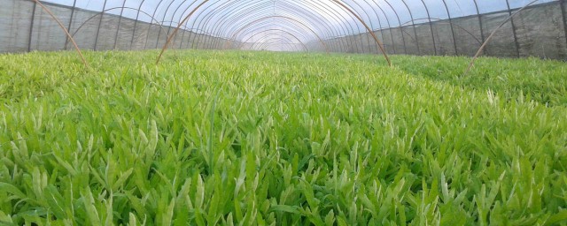 泥蒿种植办法和时间 泥蒿种植步骤和时间