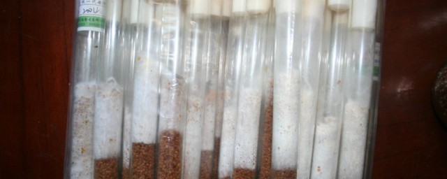 菌种的短期保存要领 菌种的短期保存办法介绍