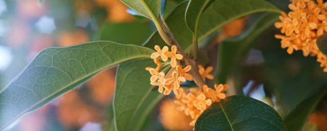 移栽桂花树施肥技巧 不同时期桂花应该怎样施肥