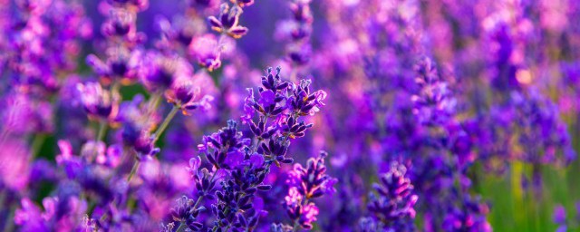干花发霉还能要吗 干花发霉要扔掉吗