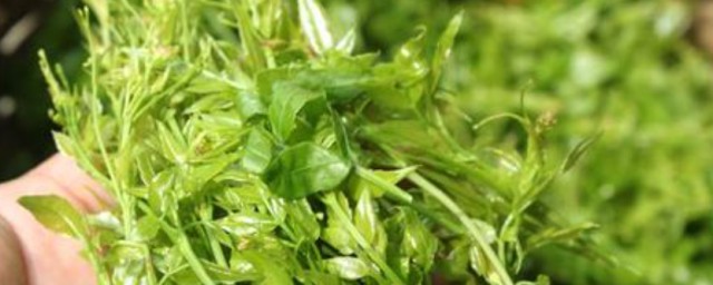 芽尖莓茶的功效 芽尖莓茶有哪些功效