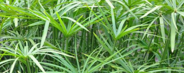 新养水竹的技巧 养水竹的技巧总结
