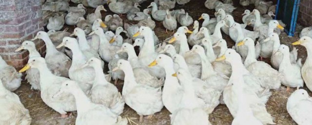 肉鸭养殖利润计算技巧 肉鸭养殖利润测算