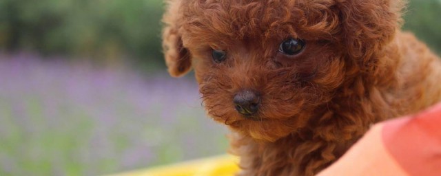 泰迪训练技巧 泰迪犬怎样训练