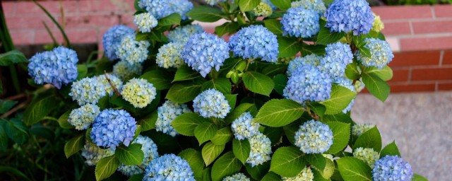 种植无尽夏的技巧 种植无尽夏注意事项