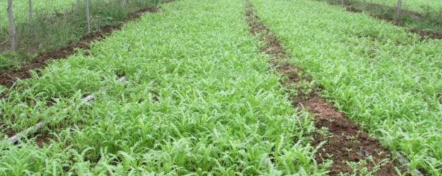 苦蒜种植技巧和时间 苦蒜怎样种植