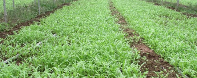 苦蒜种植方法和时间 苦蒜怎么种植