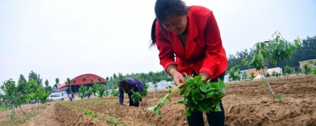 红薯苗移栽前办法 红薯苗移栽前有什么办法