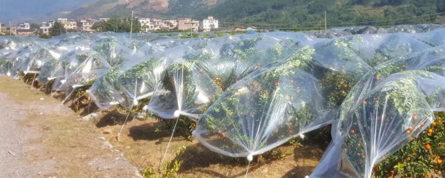 沙糖桔盖薄膜方法 沙糖桔盖薄膜方式是什么