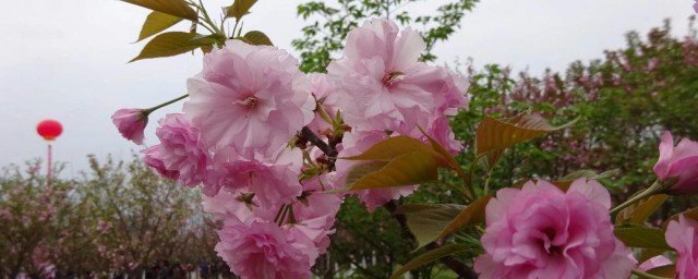 马樱花种植时间和要领 马樱花有什么用途