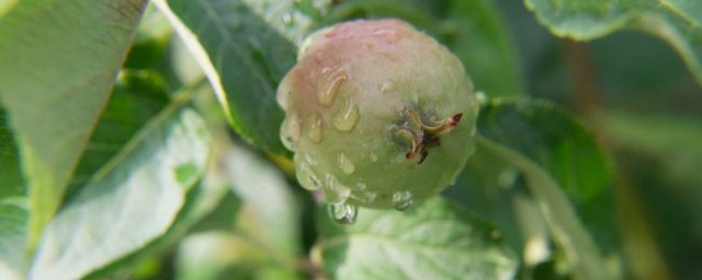 苹果树白蜘蛛防治办法 打什么农药有效果