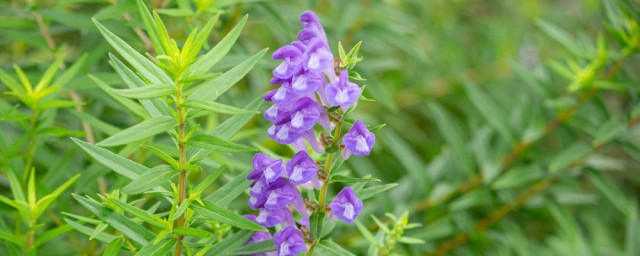 黄芩种子保存技巧 黄芩种子怎样收获