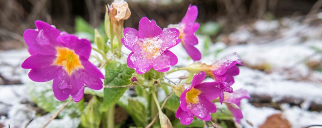 耐冬花的准确养殖办法 种植耐冬花用什么土好