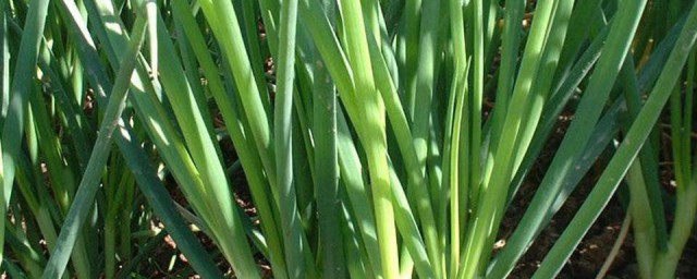家里大葱种植时间和技巧 家里大葱种植时间和技巧简介