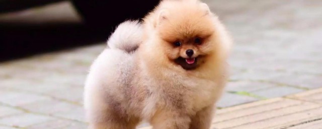 博美犬训练排便的办法步骤 怎么训练博美犬排便