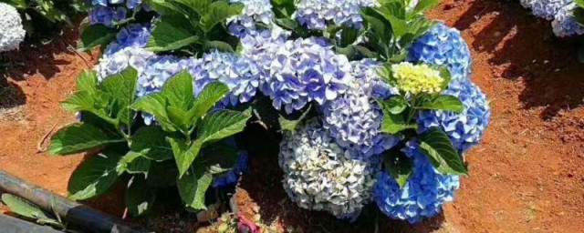 无尽夏绣球花的养殖技巧和注意事项 无尽夏绣球花怎样养殖