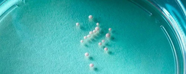培养物的长期保存方式 关于培养物的长期保存要领