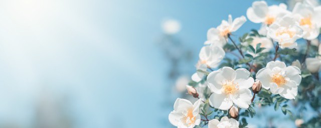 春天的诗歌大全 有哪些描写春天景色的诗词