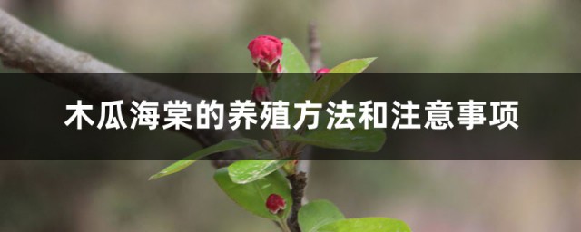 木瓜海棠的准确养殖要领 木瓜海棠的养殖方式和注意事项