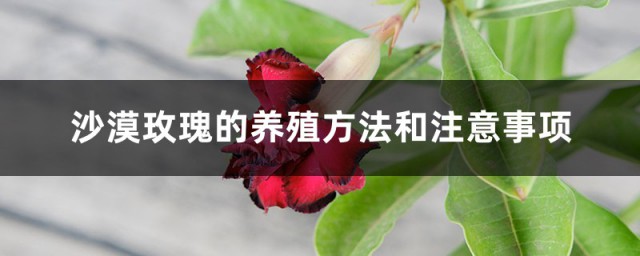 冬天沙漠玫瑰的养殖技巧和注意事项 冬天沙漠玫瑰怎样养殖