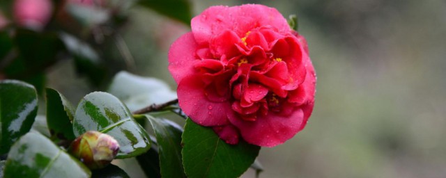 茶花在北方能过冬吗 茶花能不能在北方过冬呢