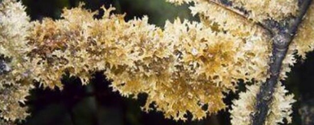 竹燕窝怎样清洗方便 竹燕窝的清洗技巧技巧