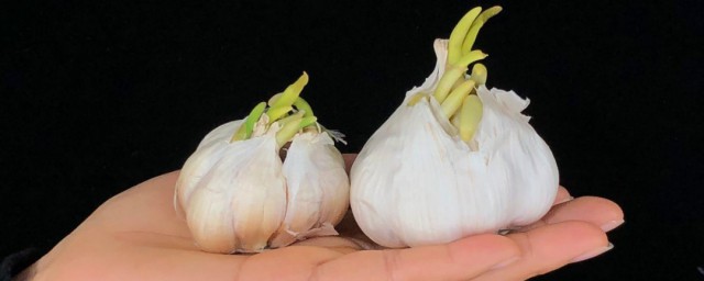 大蒜辣手了如何办 大蒜辣手了解决要领